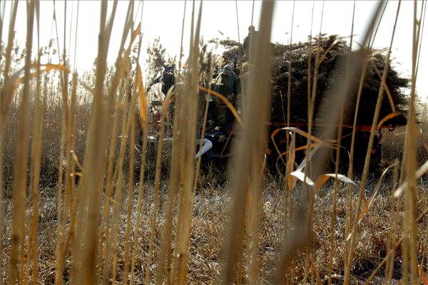 Terv szerint aratják a balatoni nádat