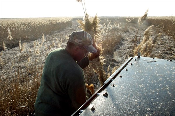 Teljes gőzre kapcsolhatnak a nádaratók