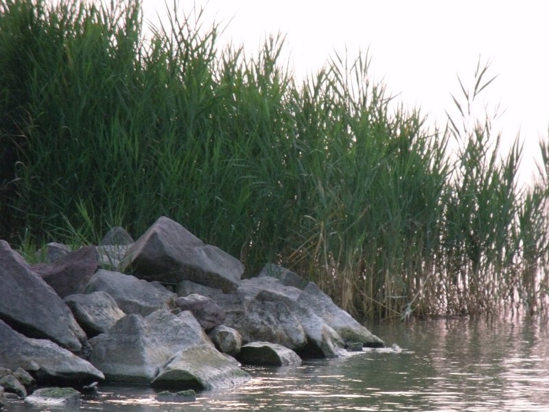 Tovább véleményezhető a balatoni nádtérkép 