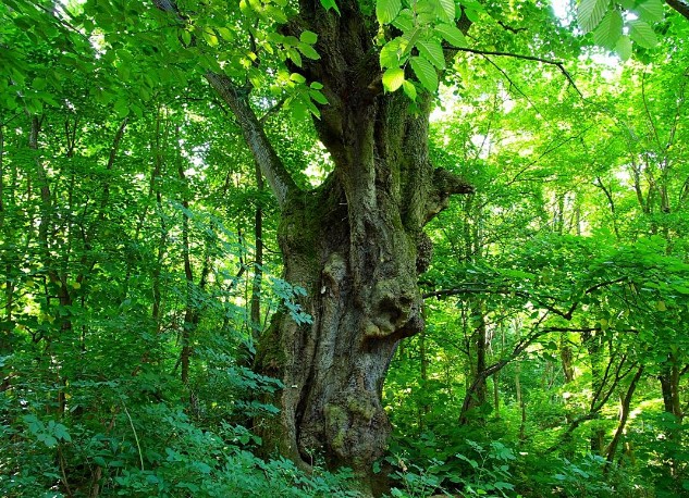 Somogyi lett Európa fája