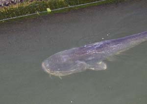 Harcsafogási tilalommal indul a balatoni szezon