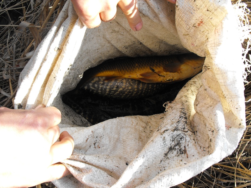 Rapsicokat fogtak a Sión
