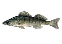 Süllőfészek kerül a Balatonba