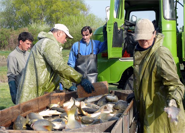Beindult a balatoni haltelepítés