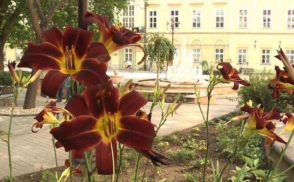 Kaposvár kapta a legvirágosabb települések fődíját