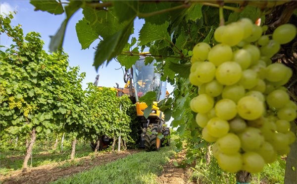 Megkezdődött a szüret a Csabagyöngye szedésével Ordacsehiben