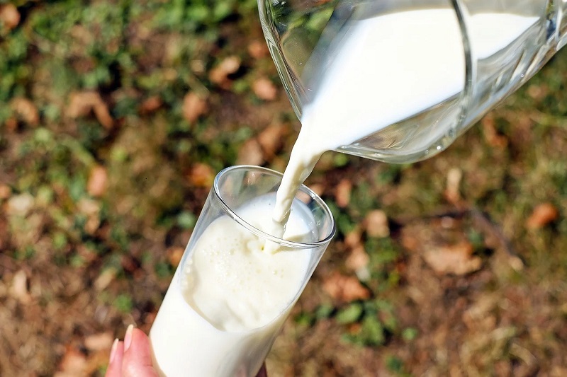 A boldog teheneknek nem kell gyógyszeres kezelés a jó tejért